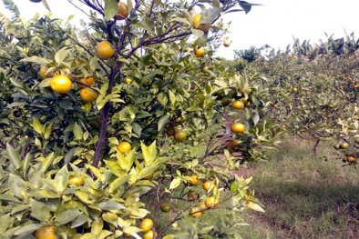 Chín bất thường, cam canh bị chặt bỏ hàng loạt